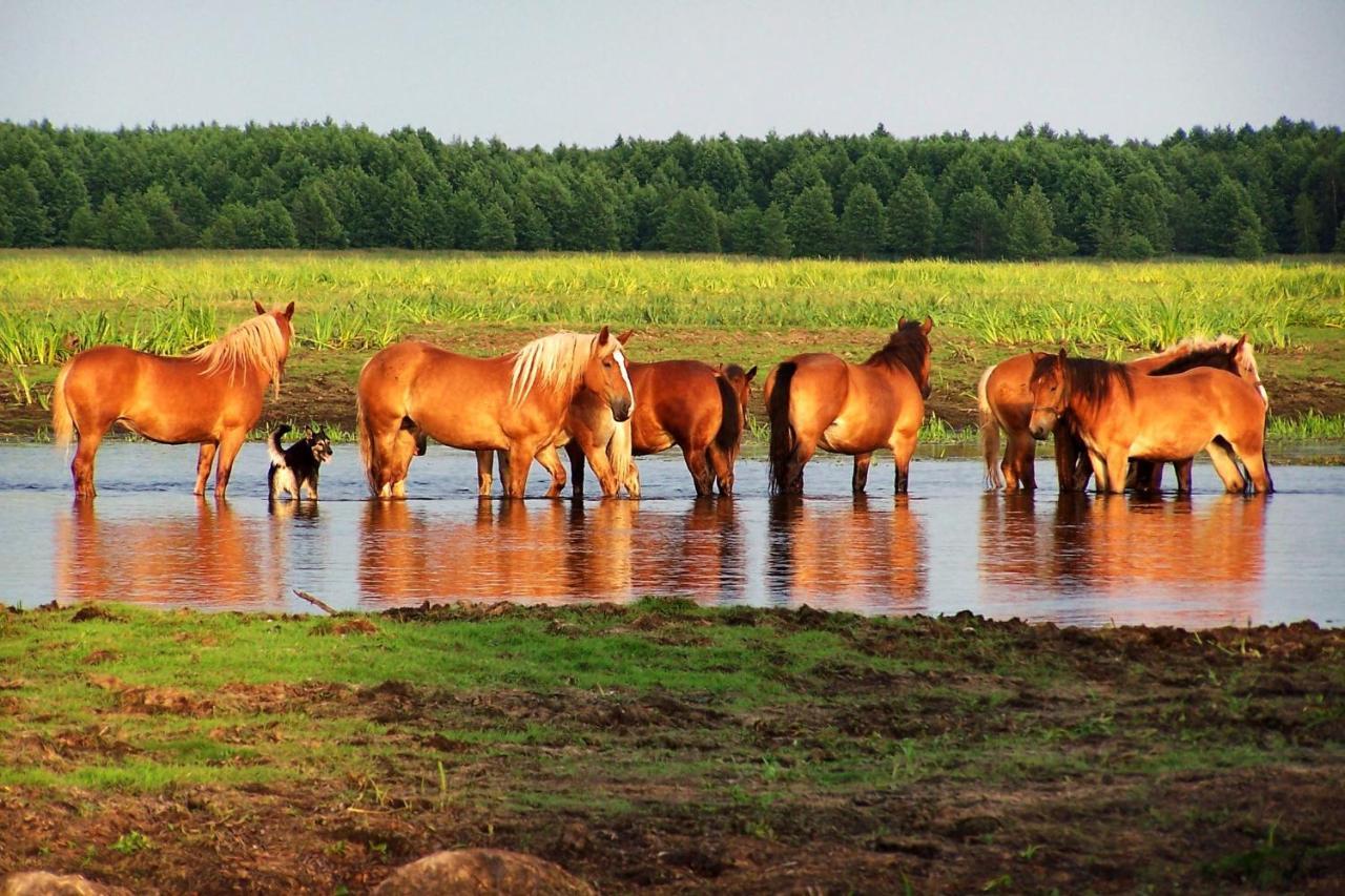 Biebrza24 - Agroturystyka Sztabin Exterior foto